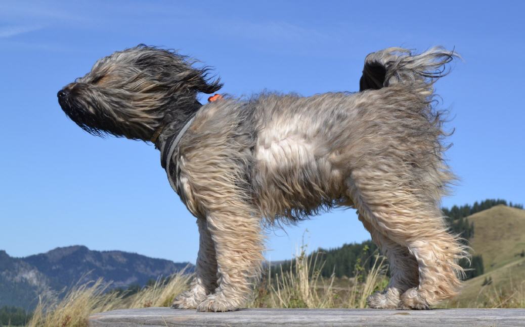 Tibet Terrier im Profil